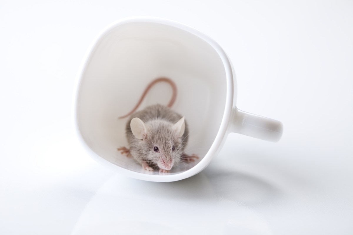 how grihasthas deal with pests